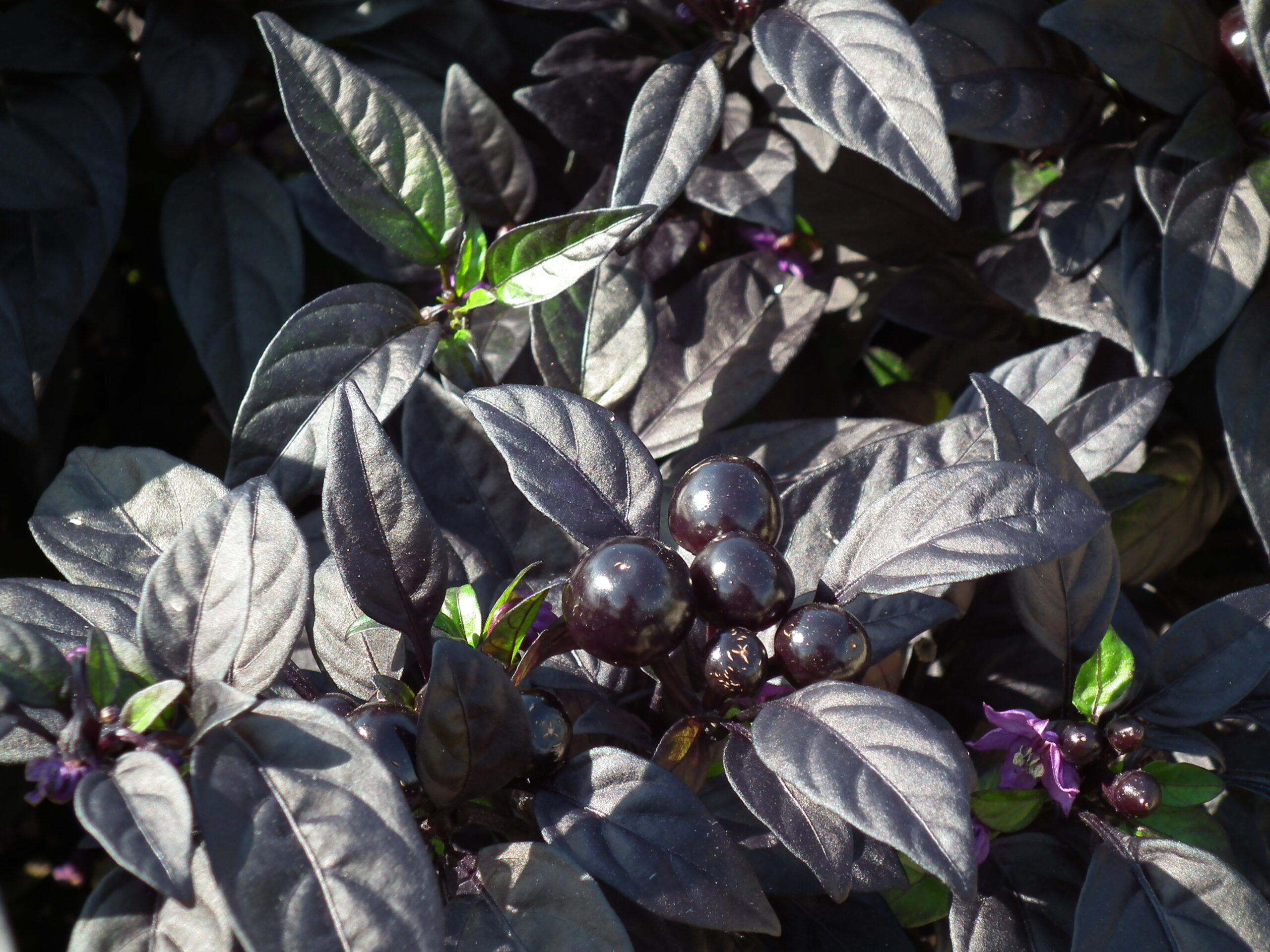 eggplant?