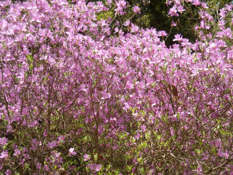 Rhododendron reticulatum