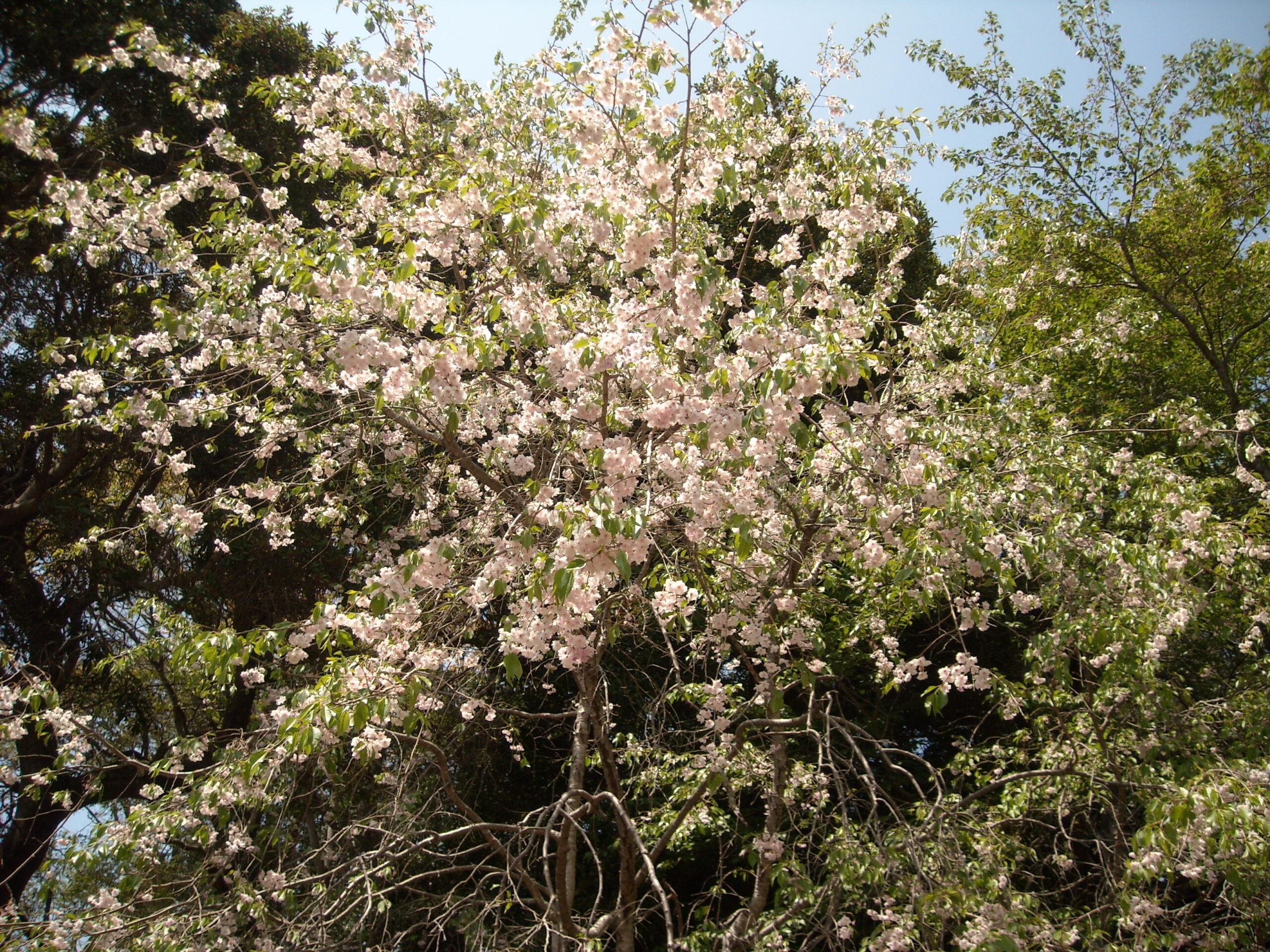double cherry blossom