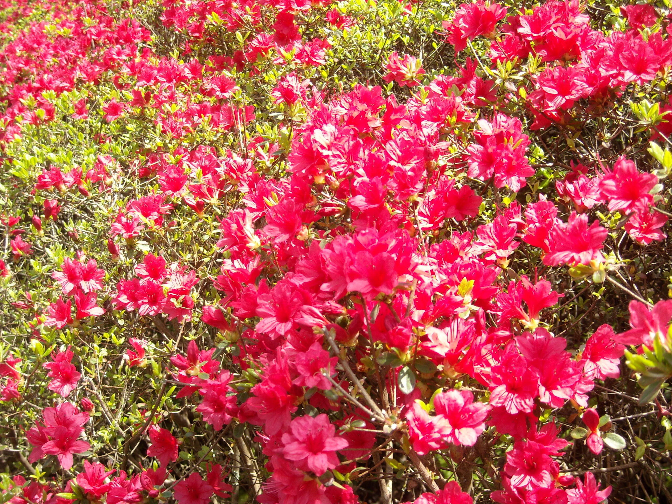 azalea