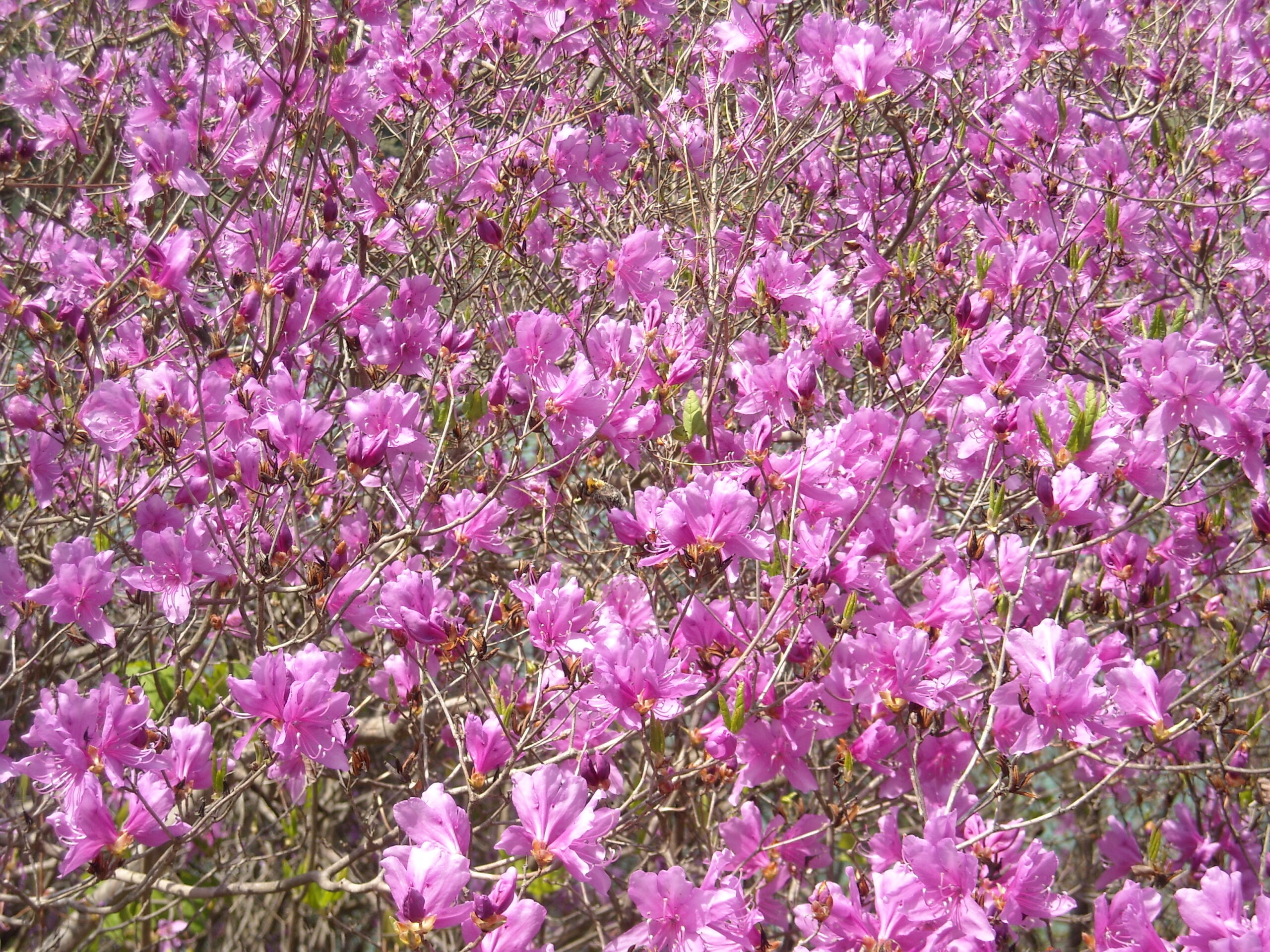 Rhododendron reticulatum 02