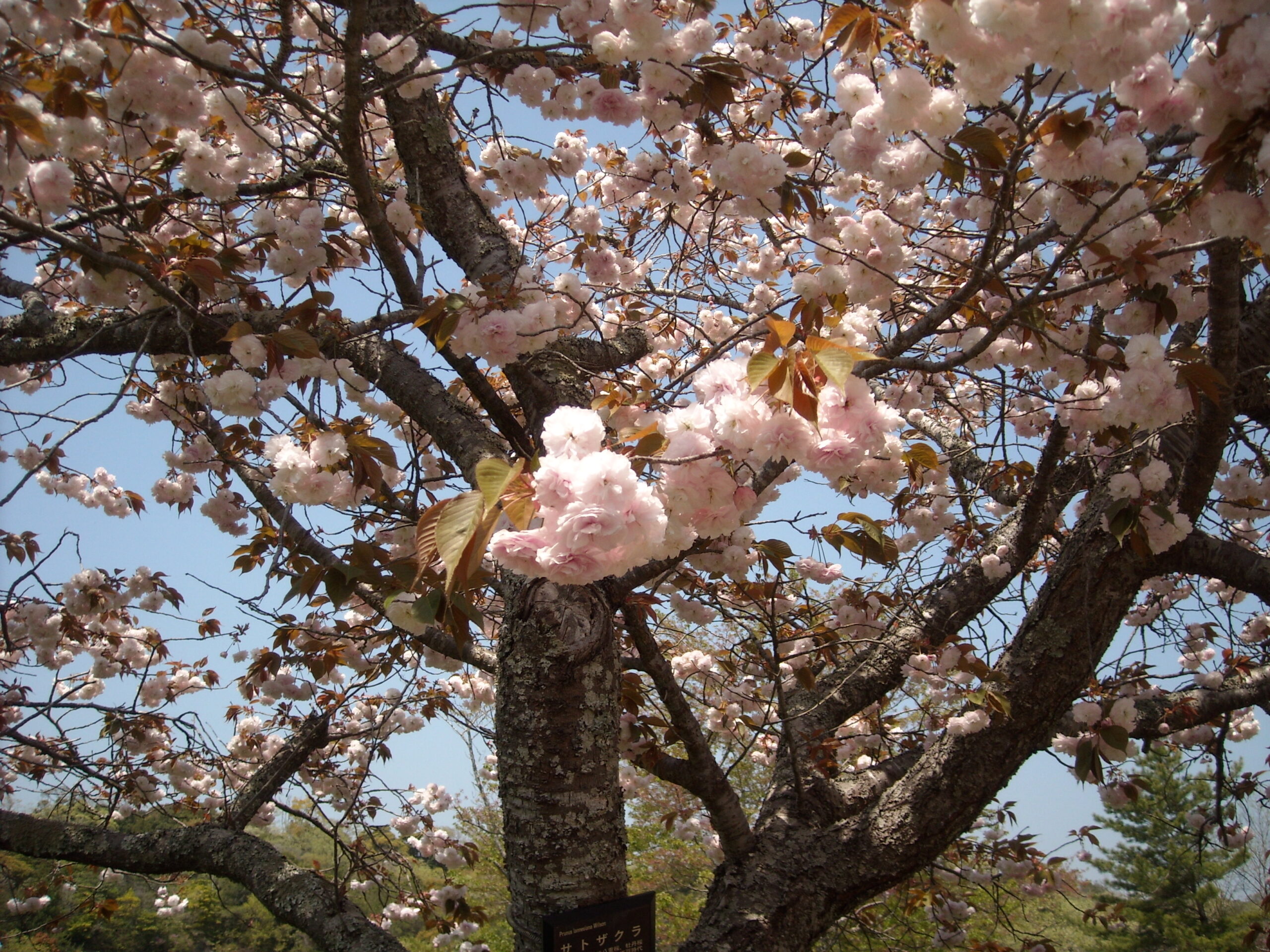 double cherry blossom 02