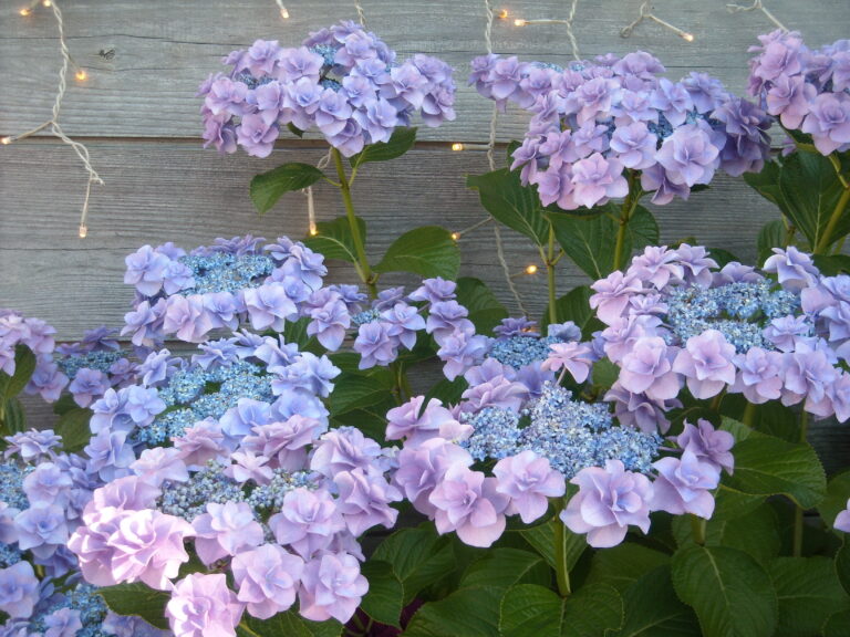 hydrangea02