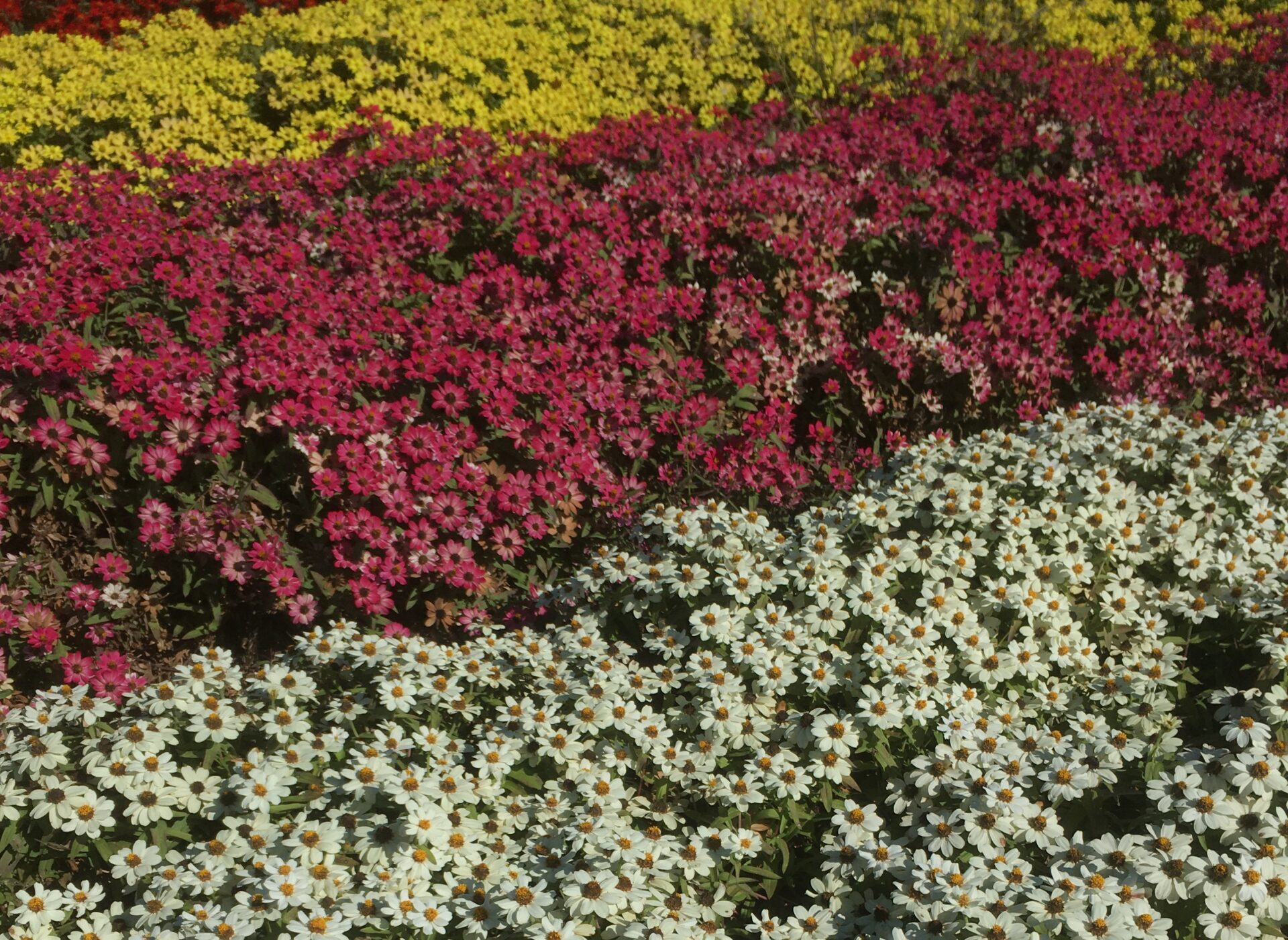 daisy