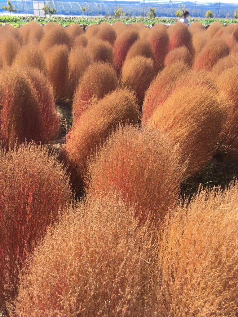 Kochia