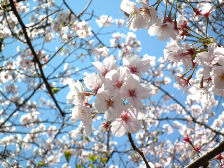 2025cherry blossom
